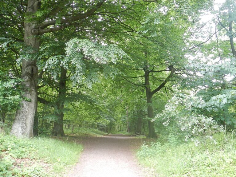 Vleermuizen zoeken in het bos Wildrijk — natuur in Schagen